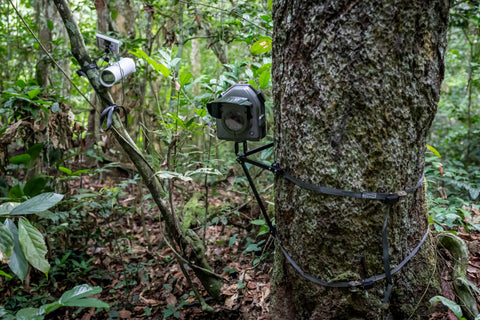 Tree Pod Rattle Jungle Mounts Tree Pod with Straps – Camtraptions